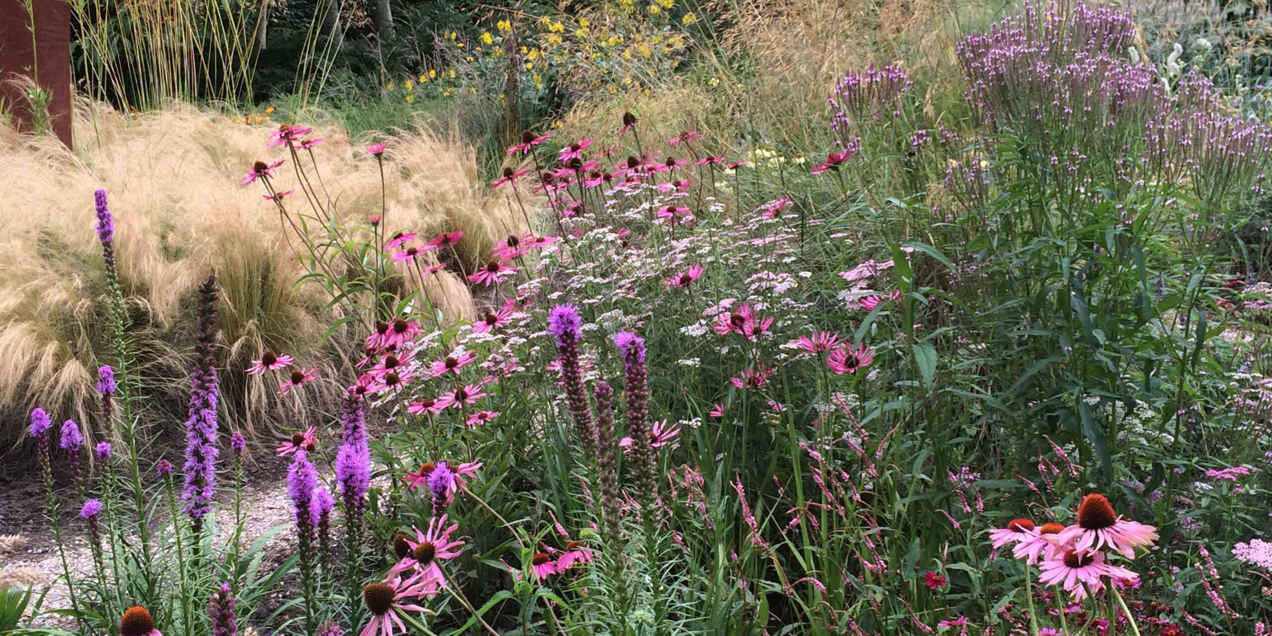 Echinacea- en prairietuin Tuingoed Foltz 2016